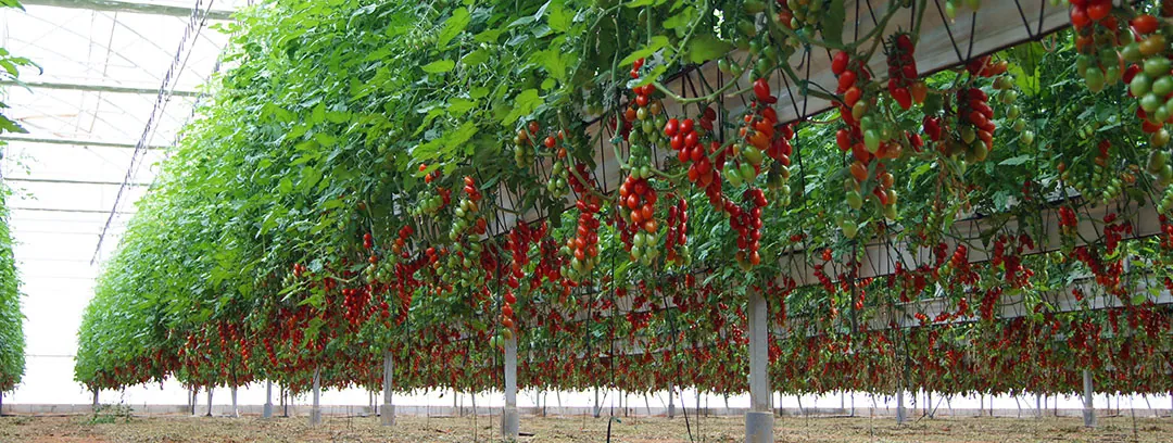 Fertilización del tomate en hidroponía NFT