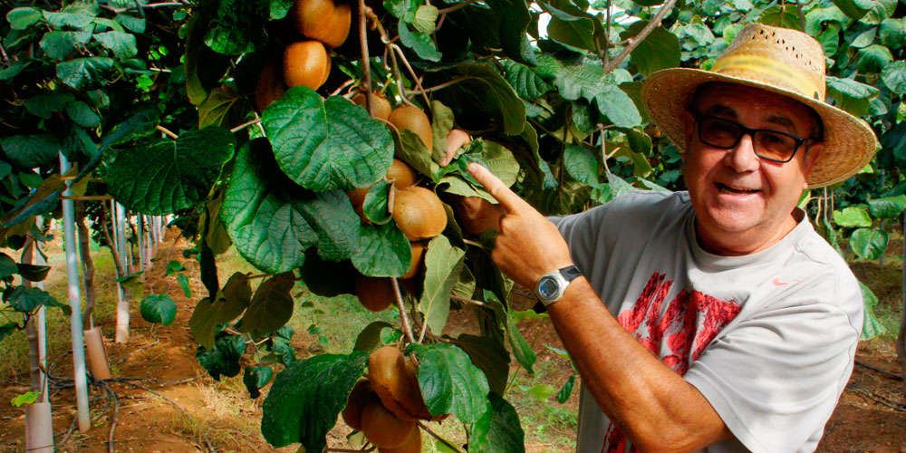 Fertilizantes para el abonado del kiwi