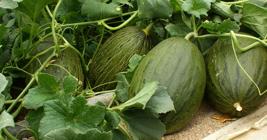 Fertilizantes para melones