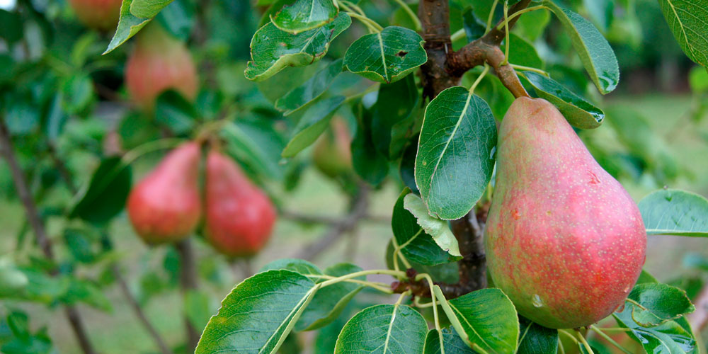 Frutales abonados con Glicina betaína