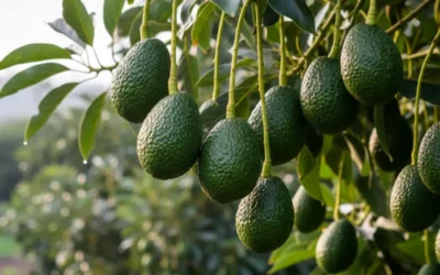 El desafío global de la fertilización del aguacate