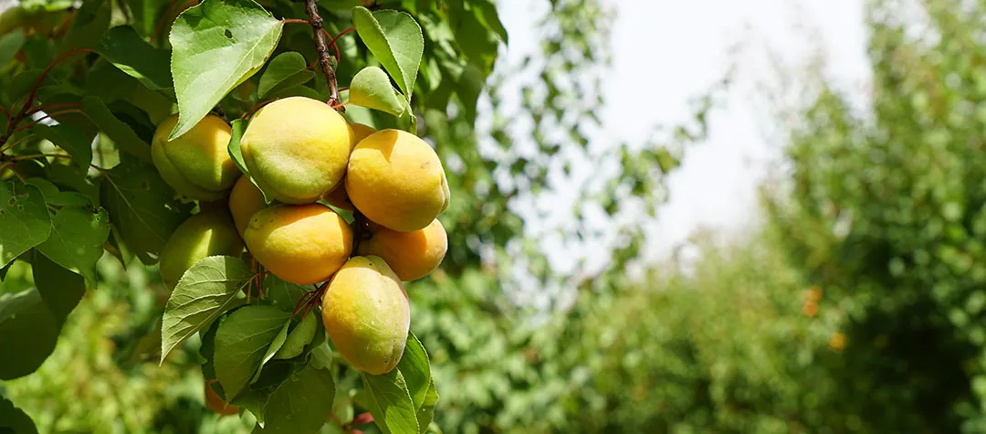 Frutos de albaricoque Frutos de albaricoque