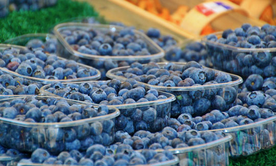 Cultivo del arándano en Huelva