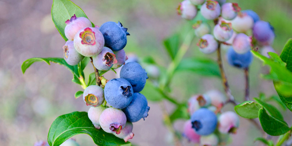 Soluciones para el cultivo del arándano