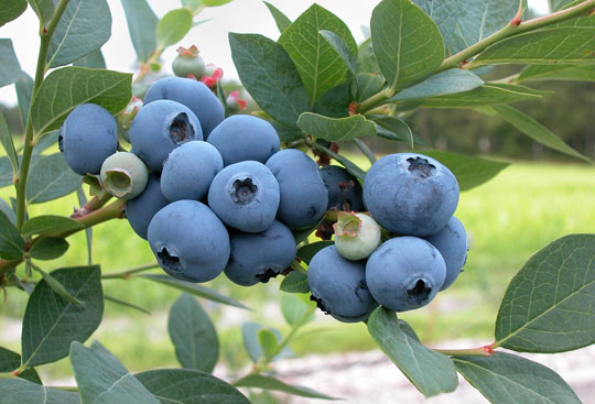 Cultivo del arándano en Huelva