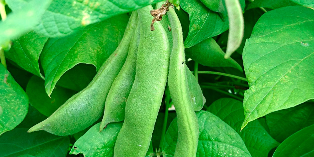 Frutos de judías en la planta