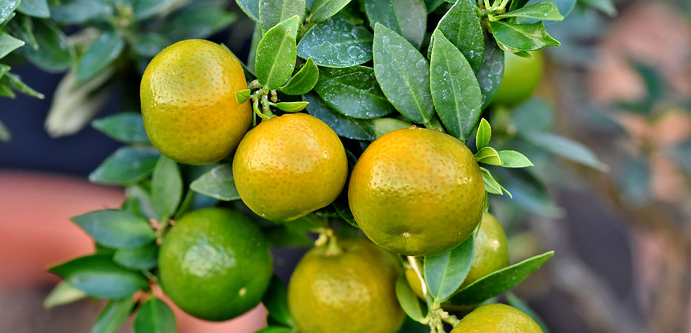 Frutos de mandarina en el árbol