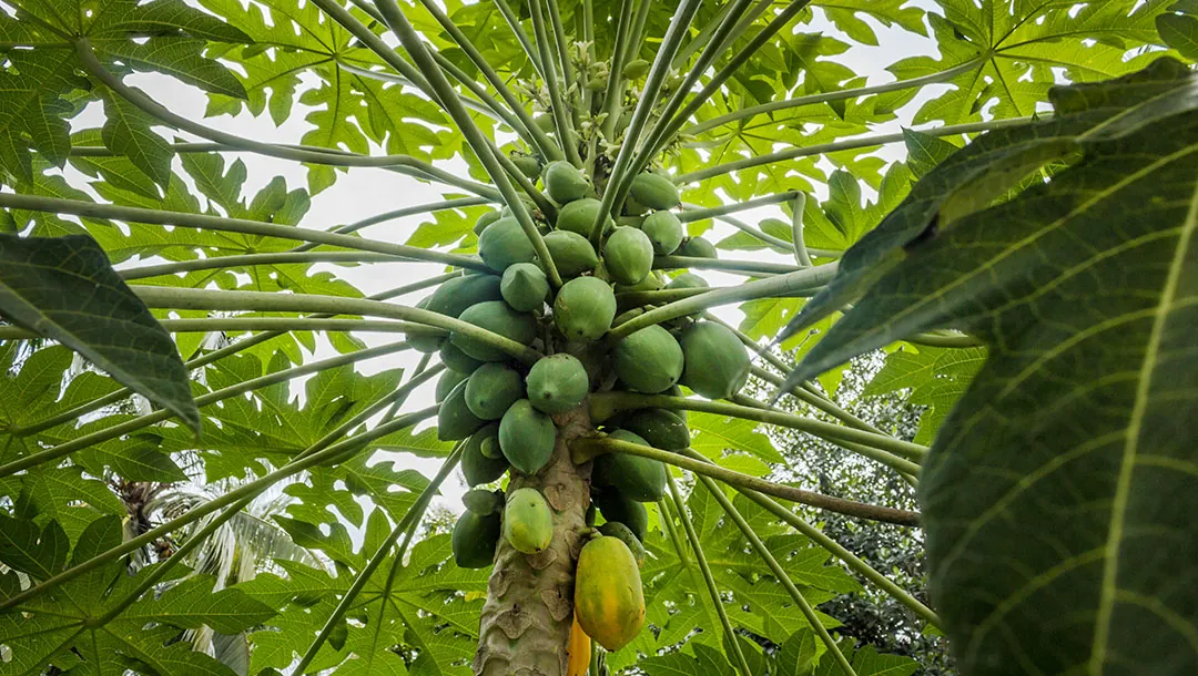 Fruto de papaya en el árbol