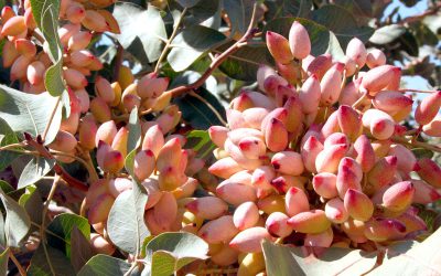 Plan de abonado del pistachero o pistacho