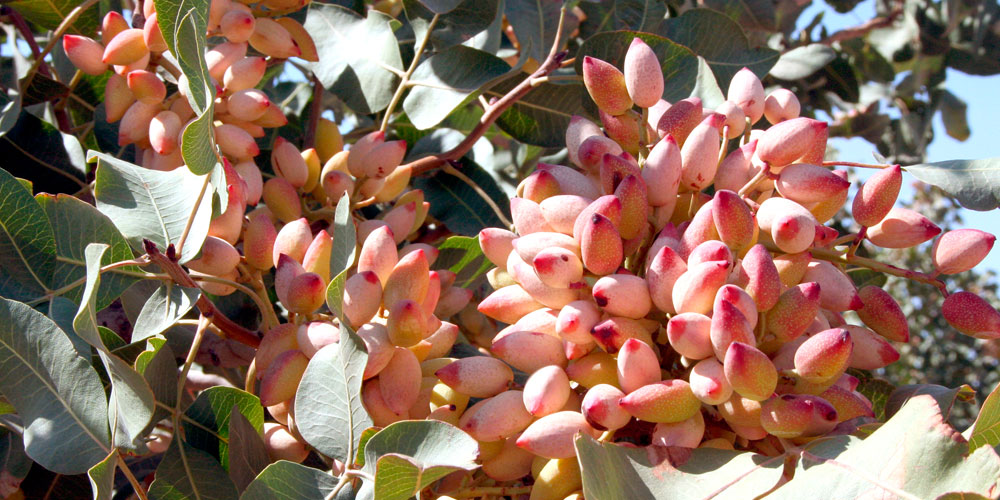 Frutos de pistacho en producción