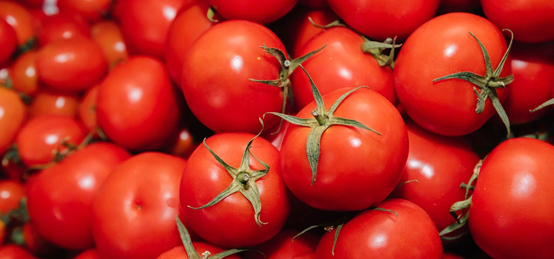 Frutos de tomate tipo canario