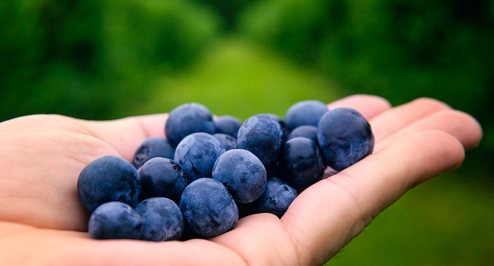 Frutos recolectados de arándano