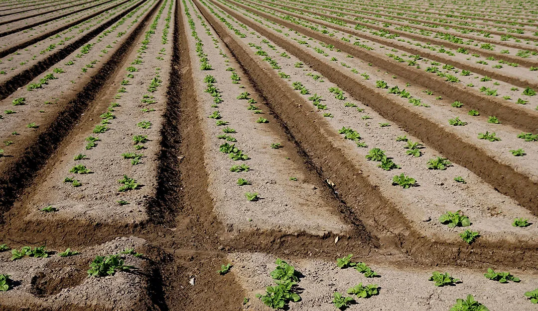 Germinación de patatas en cultivo Germinación de patatas en cultivo