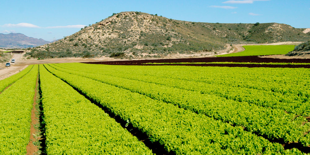 Glicina betaína como bioestimulante agrícola