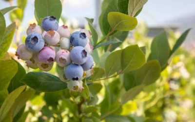 El cultivo del arándano a nivel mundial