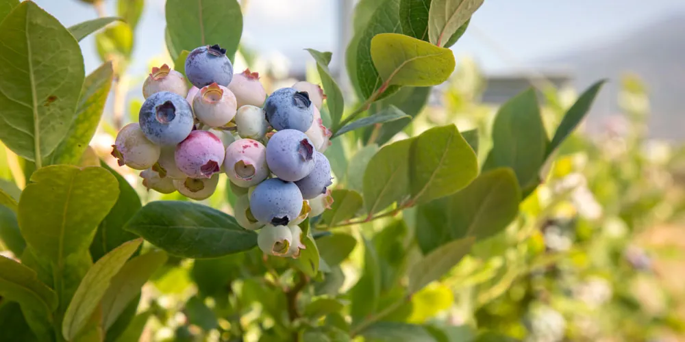 Frutos de arándano en la planta