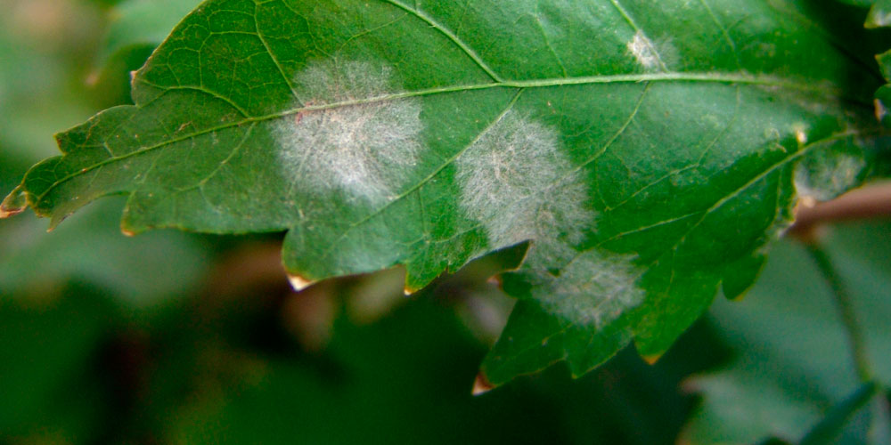 Hojas atacadas con Sphaerotheca spp. (oídium)