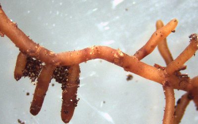 Microorganismos para la fertilización del suelo