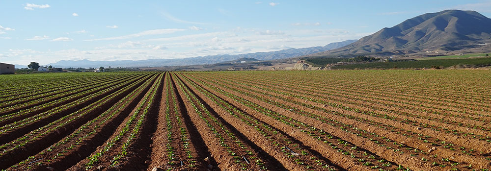 Microorganismos para la fertilización del suelo