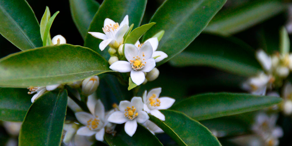 Activadores metabólicos para las plantas