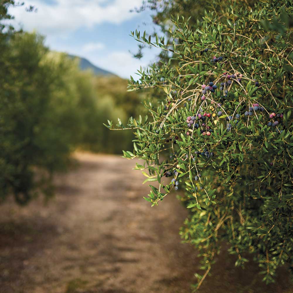 Nutrición Vegetal - Cultivo del olivo