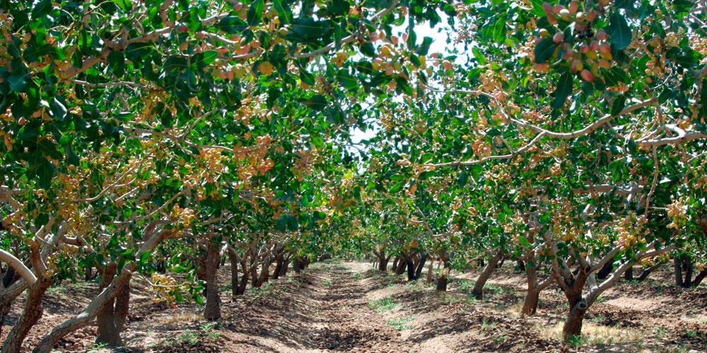 Pistacheros en cultivo