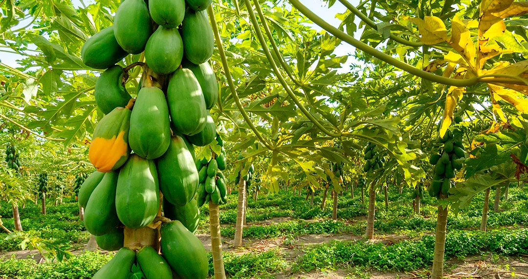 Plantación de árboles de papaya en Canarias