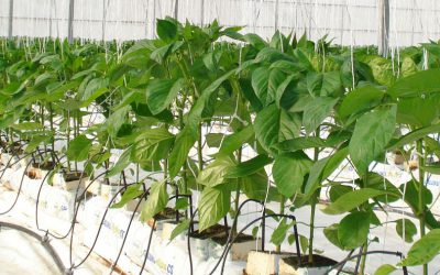 Nuevo Real Decreto sobre productos Fertilizantes