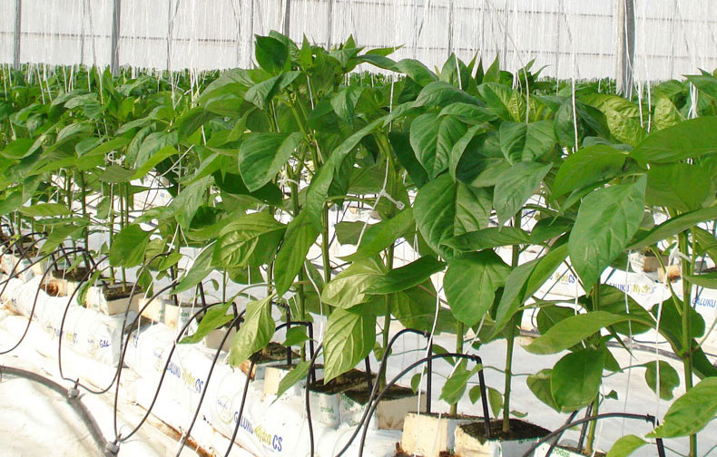 Nuevo Real Decreto sobre productos Fertilizantes