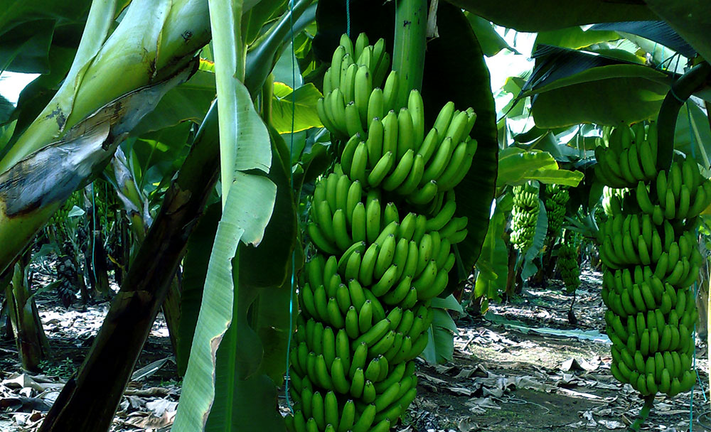 Plataneras fertilizadas con Glicina betaína