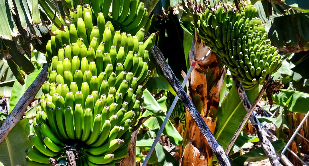 Platanero en cultivo en Canarias