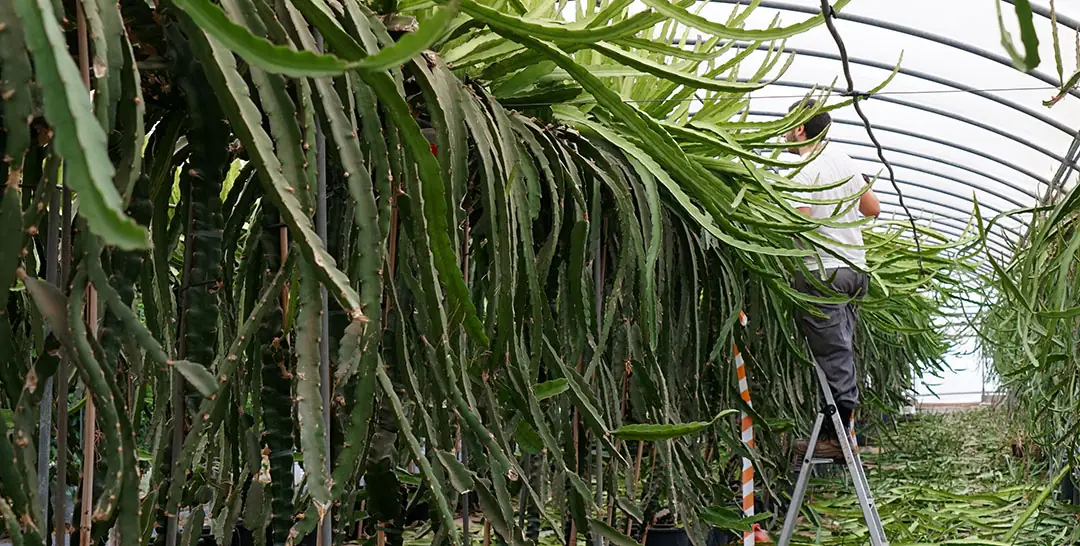 Poda de frutificación de la pitahaya