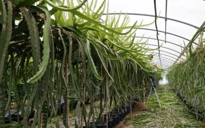 Plan de abonado del cultivo de la pitahaya