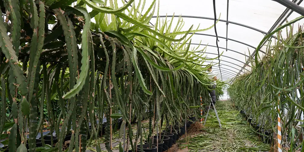 Poda de la pitaya