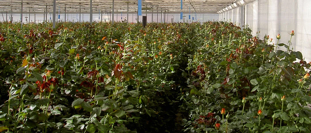 Producción de rosas en invernadero Producción de rosas en invernaderos