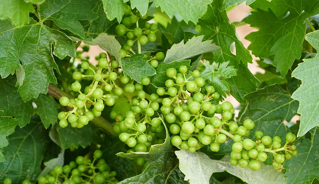 Racimo de uva cuajada
