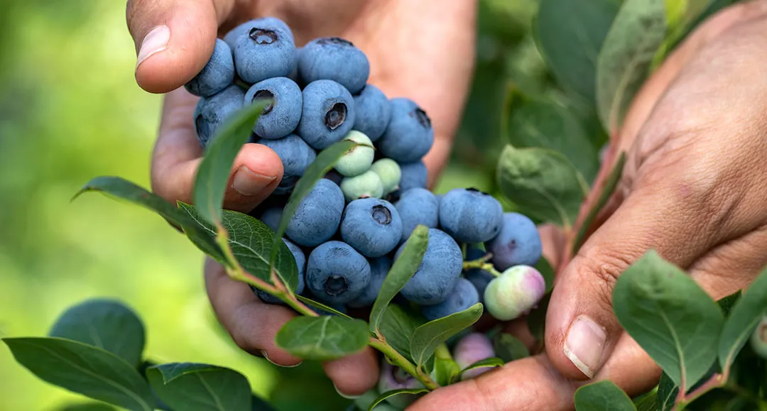 Frutos de arándano en la planta Frutos de arándano en la planta