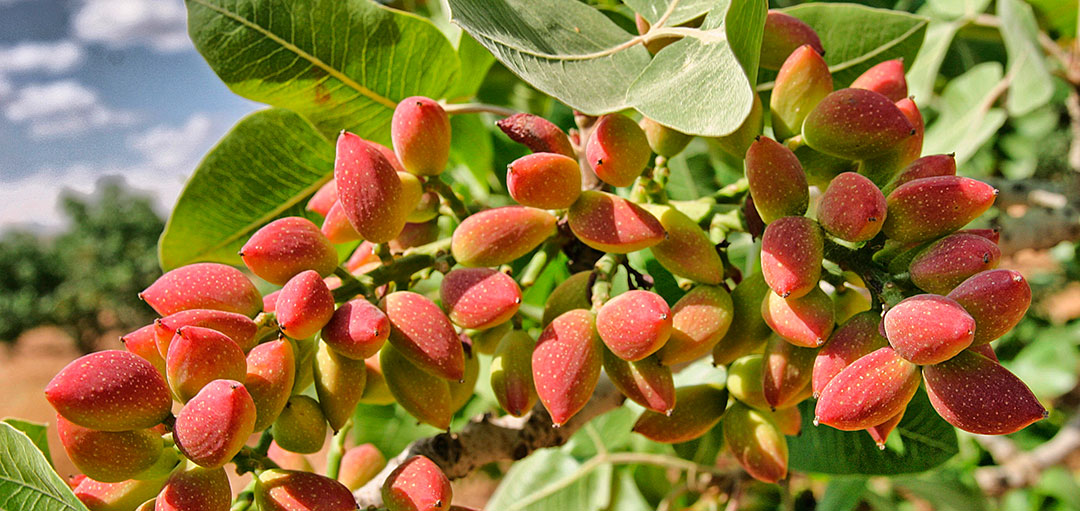 Frutos de pistacho en producción