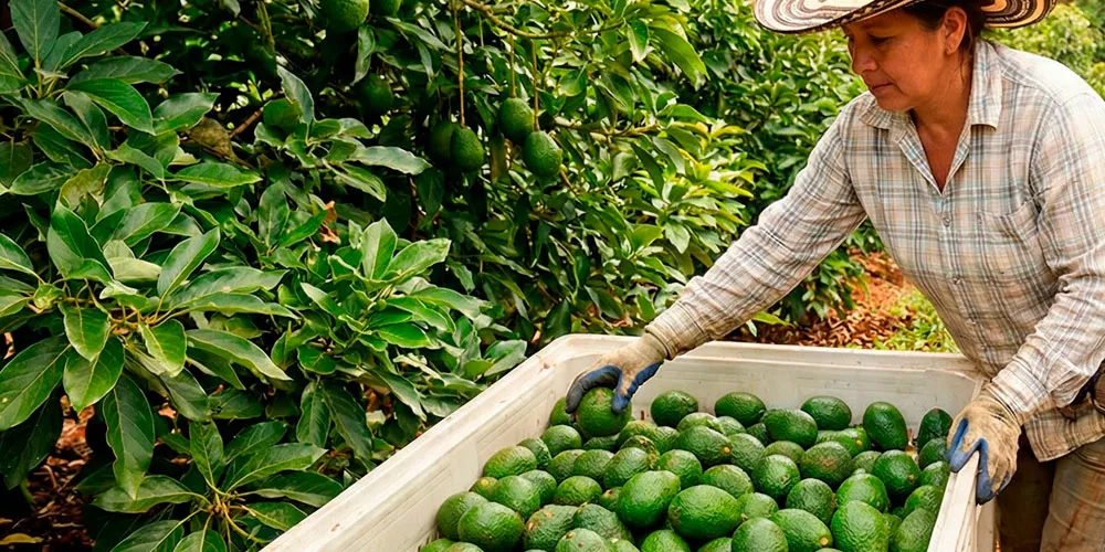 Recolección de aguacate en Colombia
