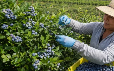El cultivo del arándano en Colombia