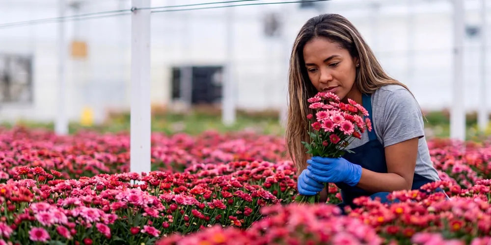 Recolección de crisantemo en Colombia