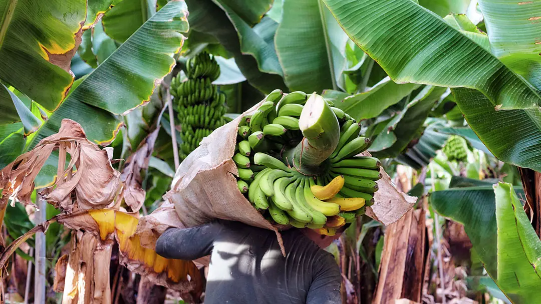 Recolección de plátanos en cultivo en Canarias