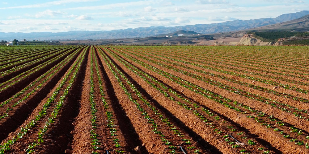 Regenerador de suelo agrícola