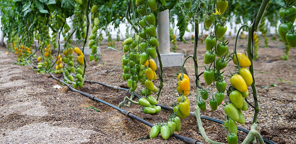 Riego por goteo en cultivo de tomates