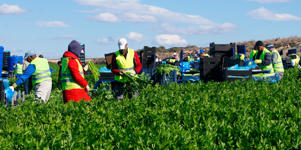 Sector de fertilizantes agrícola