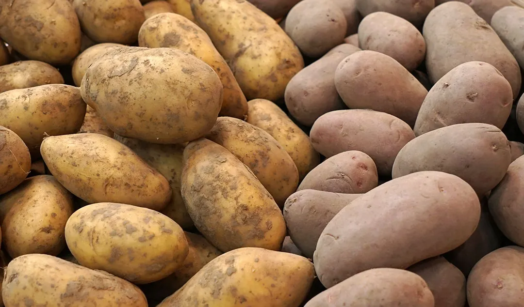 Tipos de patatas recolectadas Tipos de patatas recolectadas