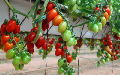 Expo Cherry Costa de Granada 2026