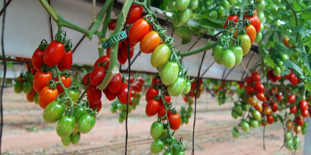 Tomate cherry tipo pera en hidroponía
