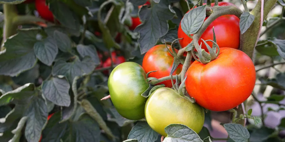 Tomate tipo canario en cultivo