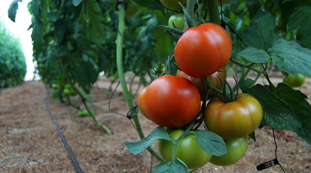 Tomates abonados con Glicina betaína